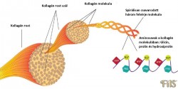 FILS kollagen